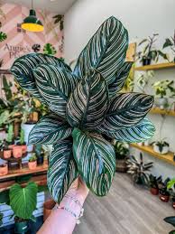 Calathea Ornata