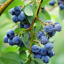 Austin Blueberry