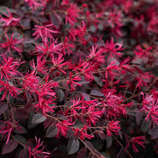 Cerise Charm Loropetalum