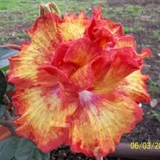 Gold Rain Cajun Hibiscus