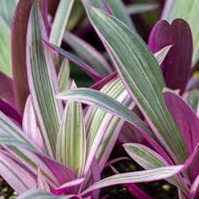 Rhoeo Tricolor