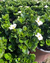 Diamond Spire Gardenia