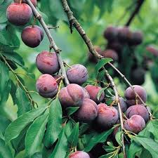 Santa Rosa Plum