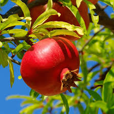 Wonderful Pomegranate