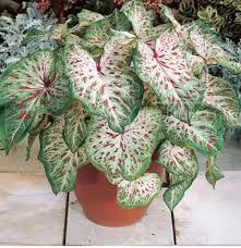 Gingerland Caladium