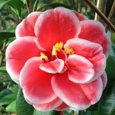 Sadaharu Oh Camellia