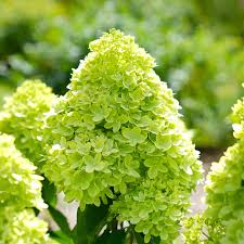 Lime Bright Hydrangea