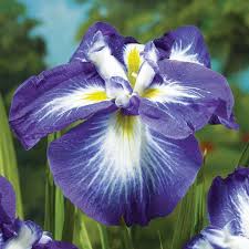 Gusto Iris