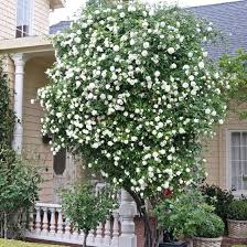 White Lady Banks Rose