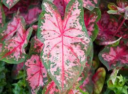 Carolyn Whorton Caladium