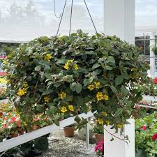 Lysimachia Golden Globes