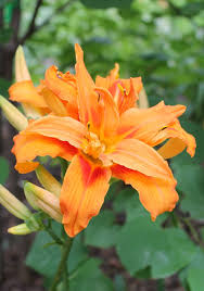 Kwanso Daylily