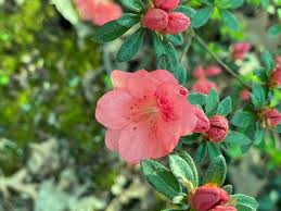 Wakaebisu' Azalea