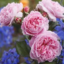 Summer Romance Rose