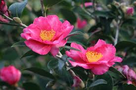 Kanjairo Camellia