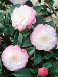 Leslie Ann Camellia