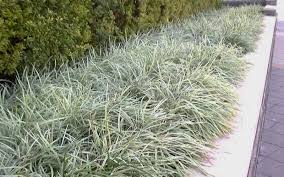 Aztec Grass