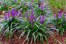 Big Blue Liriope