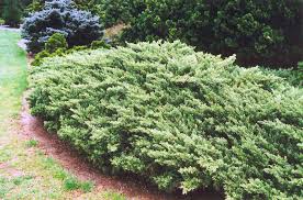 Parsonii Juniper