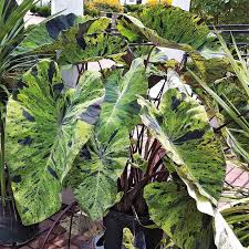 Mojito Elephant’s Ear