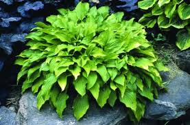 Lemon Lime Hosta