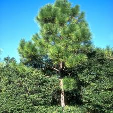 Slash Pine Tree