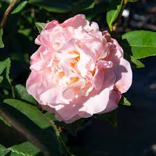 High Fragrance Camellia