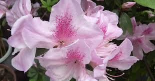 George Taber Azalea