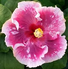 Zydeco Cajun Hibiscus