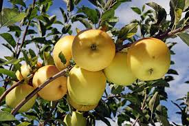 5 Gallon Golden Dorset Apple