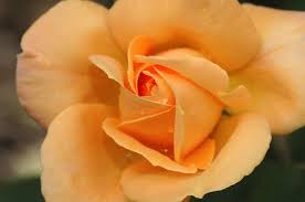 Sultry Rose