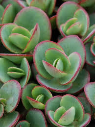 Sunsparkler Lime Zinger Sedum