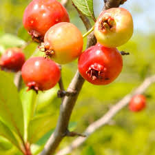 Native Mayhaw