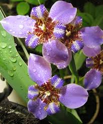 Regina Iris
