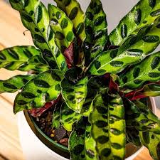 Calathea Rattlesnake