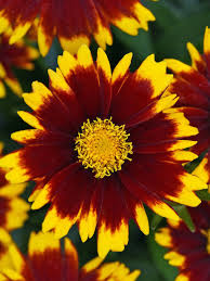 Red UpTick Coreopsis
