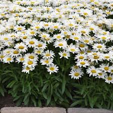 Make My Daisy Happy Shasta Daisy