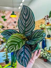 Calathea Ornata
