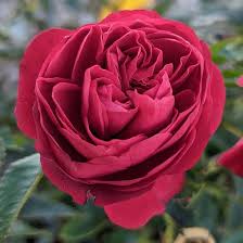 True Love Rose
