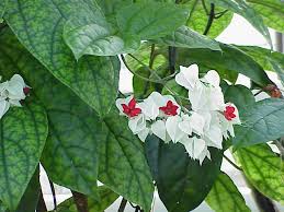 Bleeding Heart