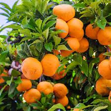 Murcott Mandarin