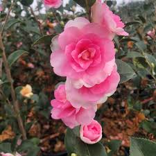 Dream Weaver Camellia