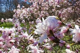 Water Lilly Magnolia