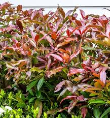 Coppertop Viburnum