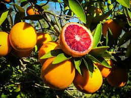 Moro Blood Orange