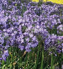 Ever Star Agapanthus
