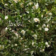 Winter Snowman Camellia