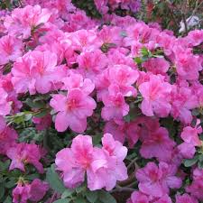 Floramora Pink Azalea