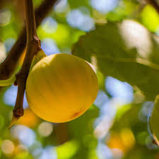 LSU Gold Fig Tree