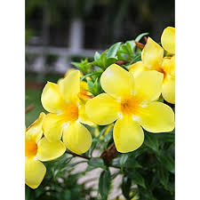 Golden Butterfly Allamanda